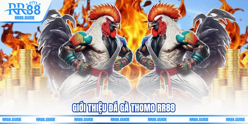 Giới thiệu Đá gà Thomo RR88